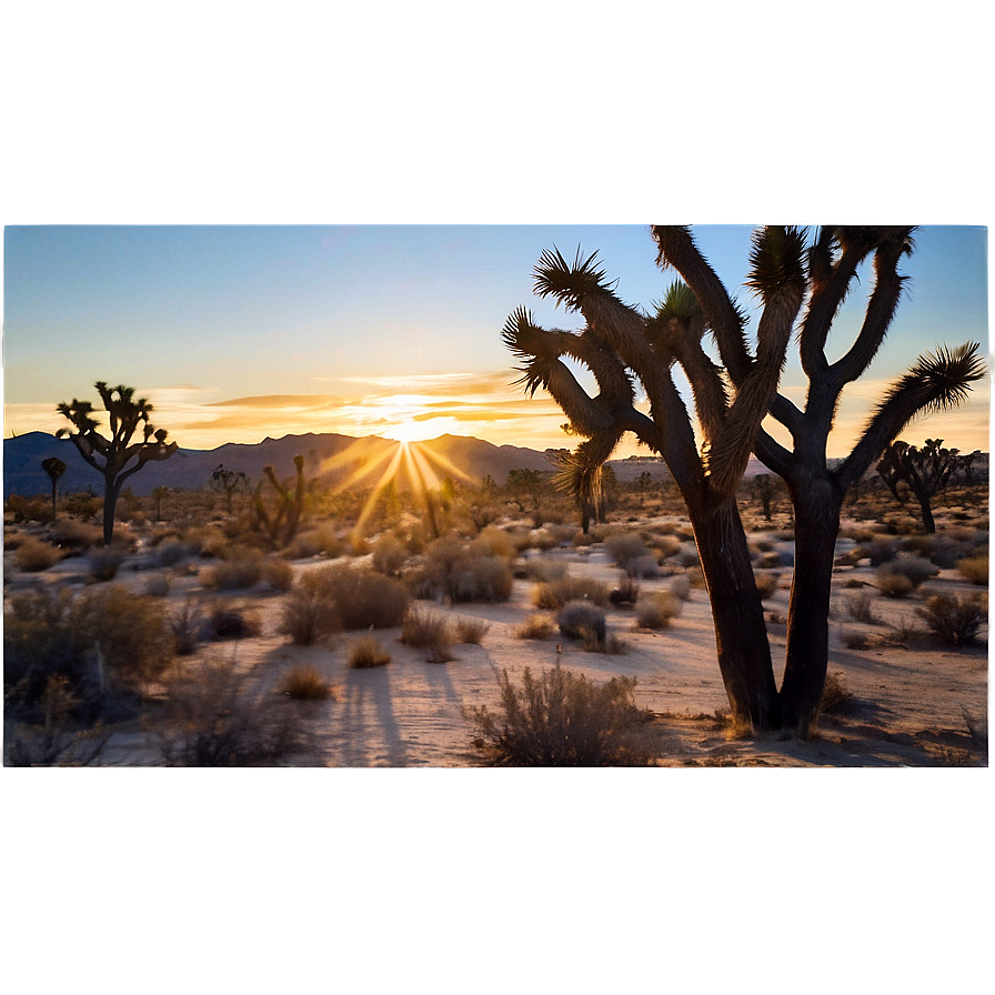 Joshua Tree During Sunset Png 06262024 PNG image