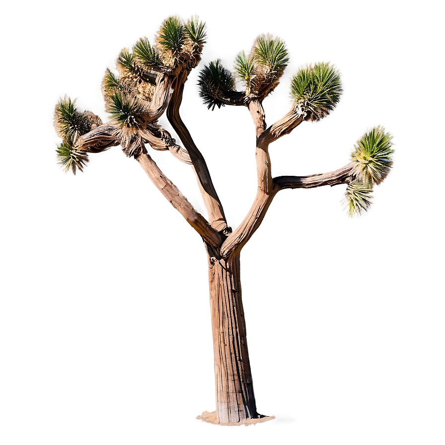 Joshua Tree In Pastel Colors Png 66 PNG image