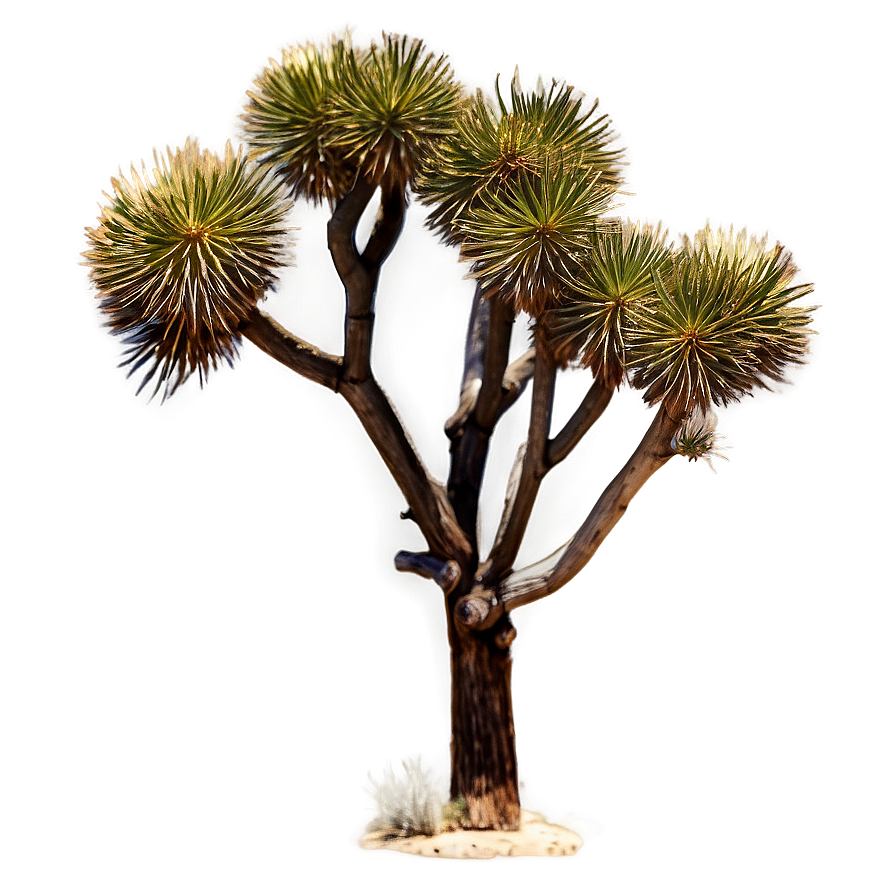 Joshua Tree In Vintage Filter Png 97 PNG image