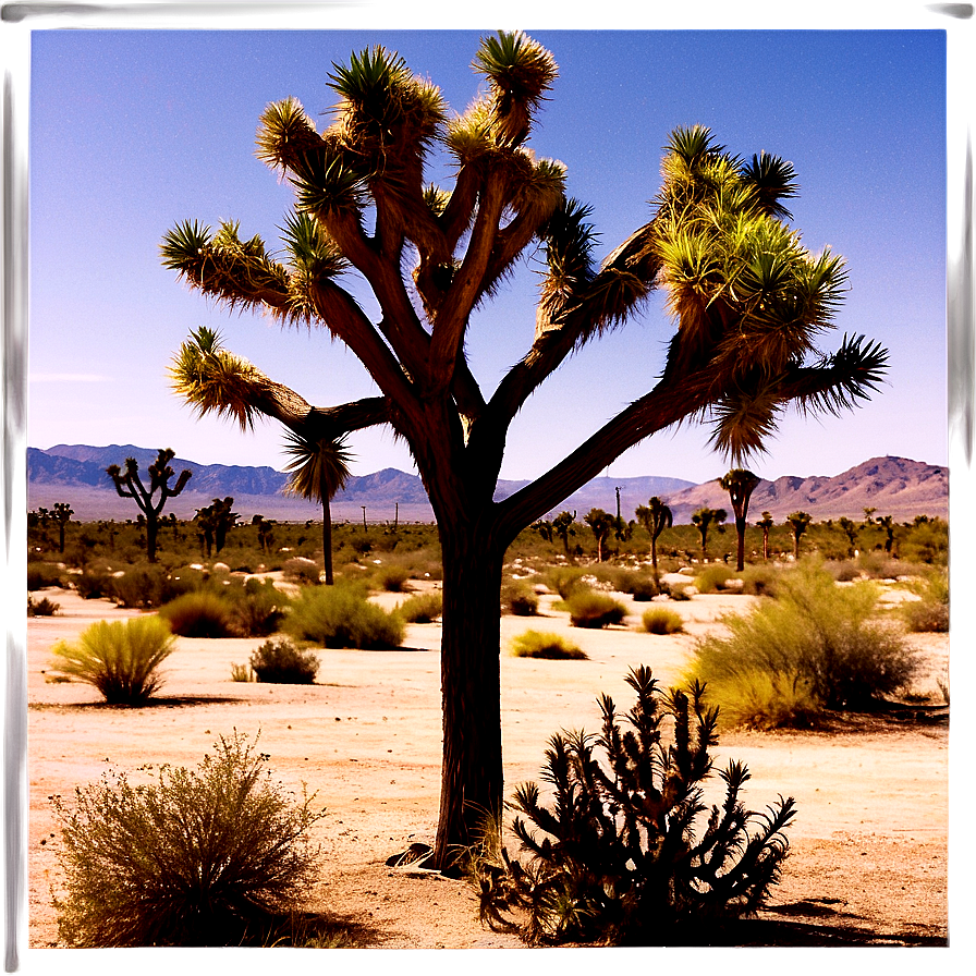 Joshua Tree In Vintage Filter Png Mlm PNG image