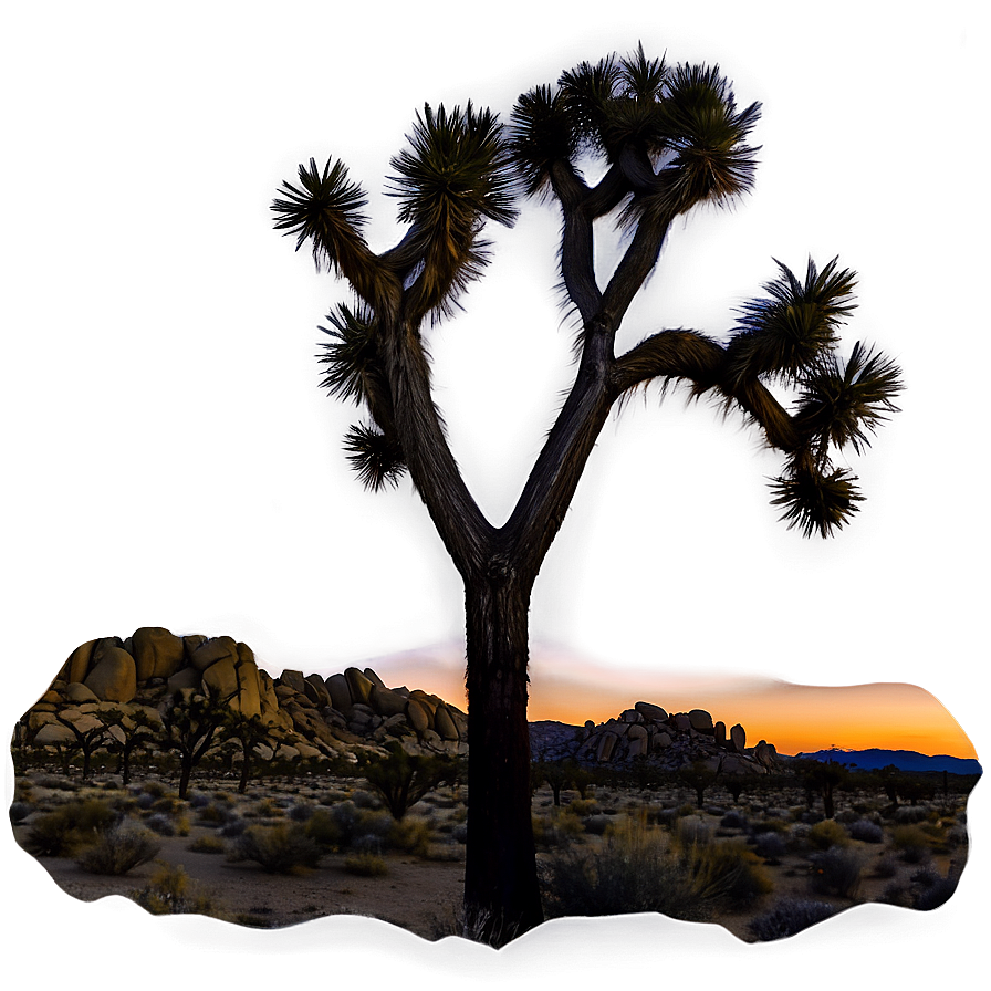 Joshua Tree Night Sky Panorama Png 06262024 PNG image