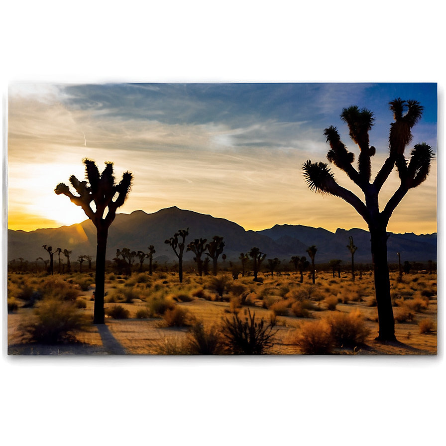 Joshua Tree With Desert Sunset Png 06262024 PNG image