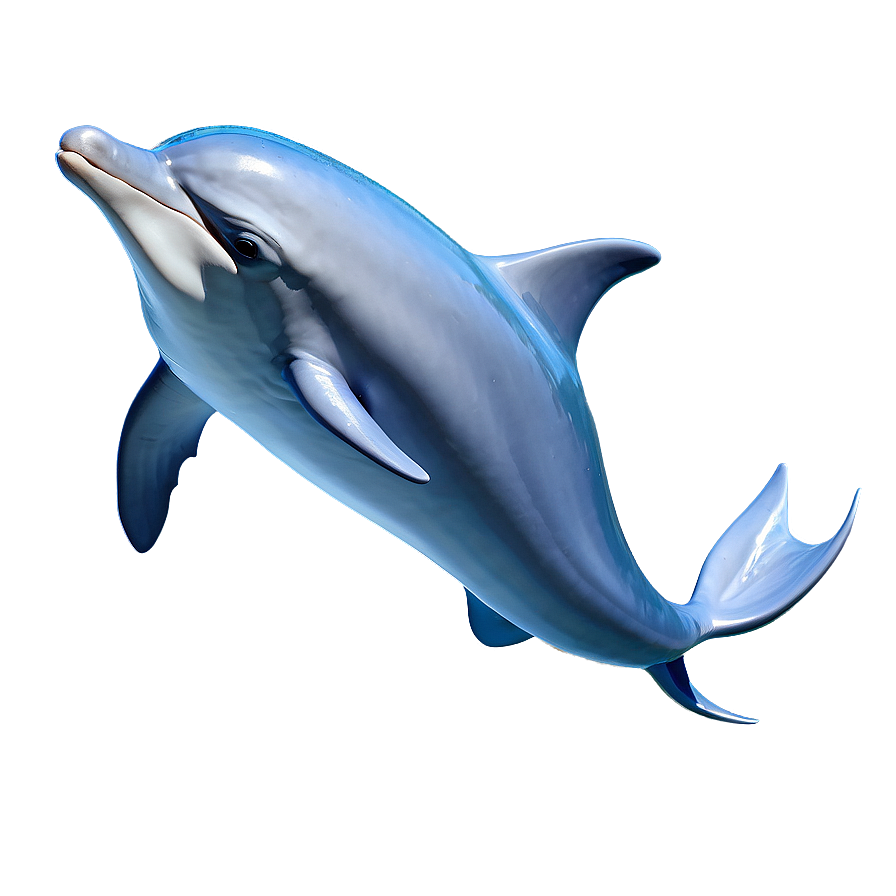 Joyful Dolphin Animation Png 05062024 PNG image