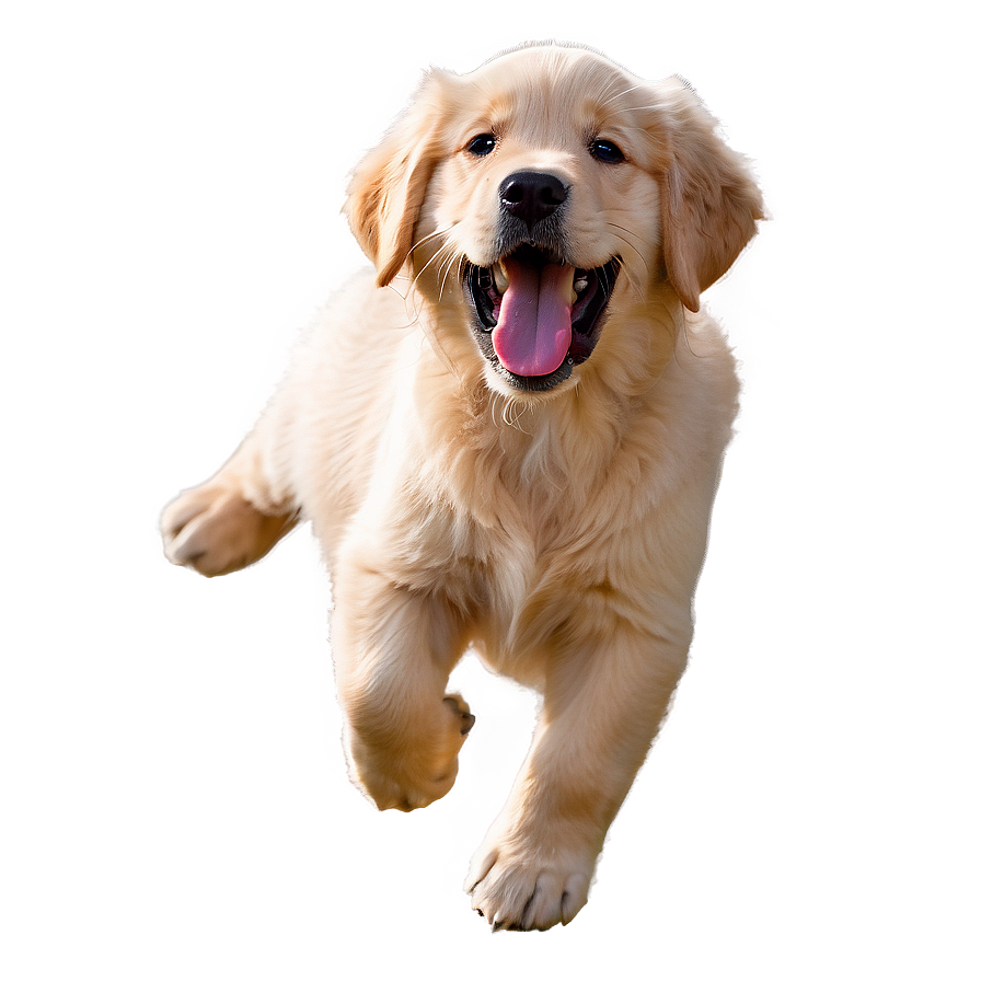 Joyful Golden Retriever Puppy Png Xou PNG image