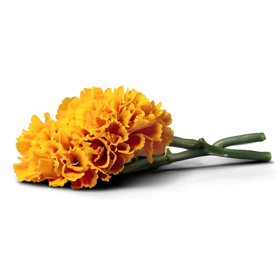 Jubilant Marigold Embrace Png 06202024 PNG image