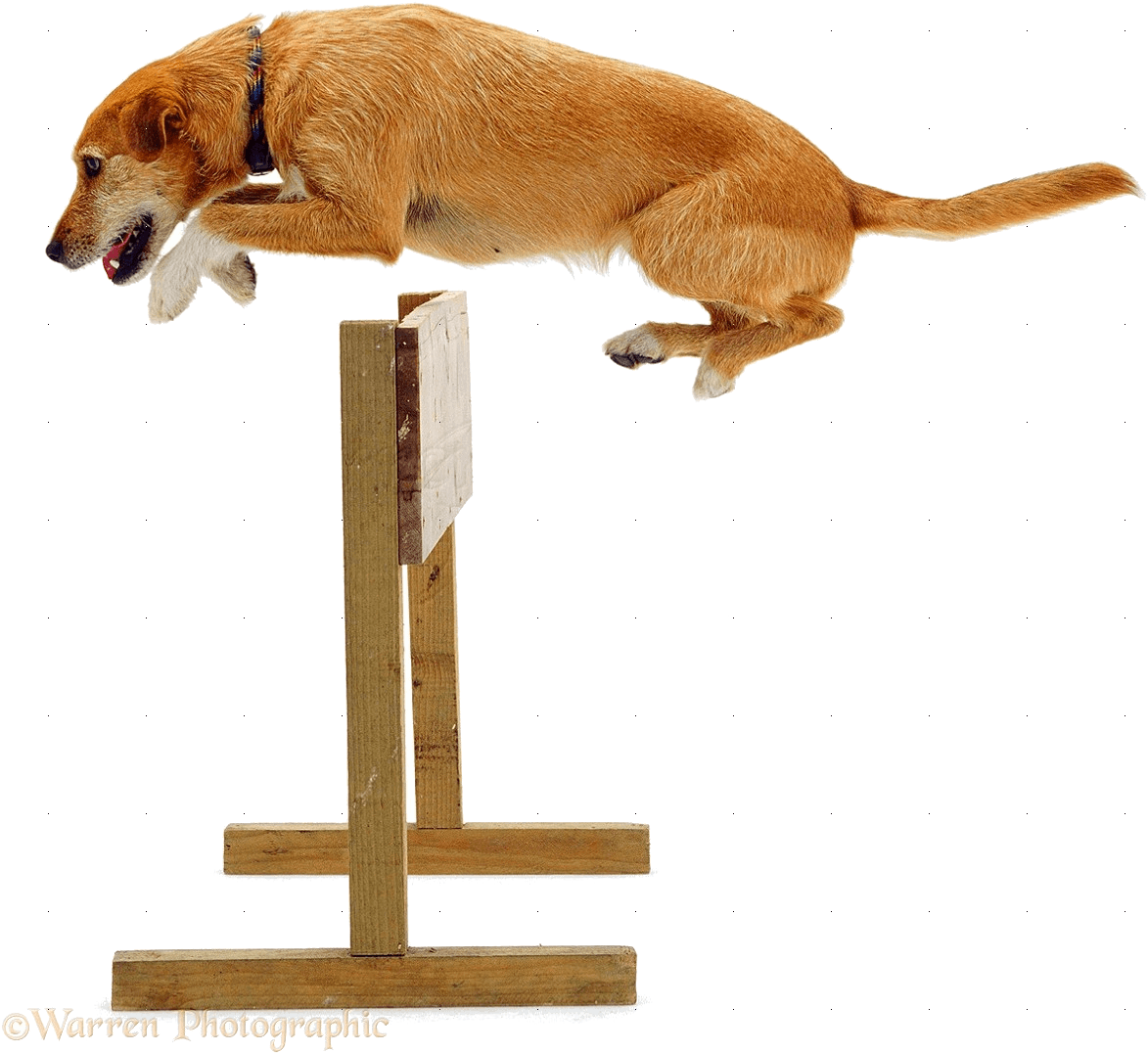 Jumping Dog Agility Hurdle PNG image