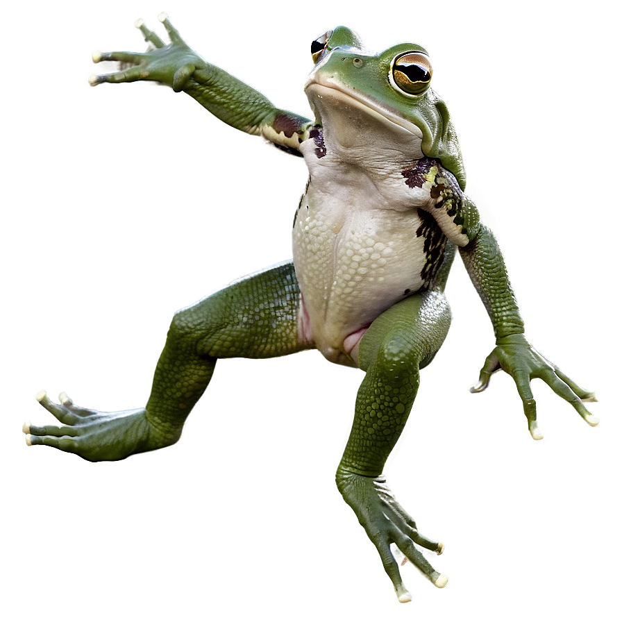 Jumping Frog Action Png 05032024 PNG image