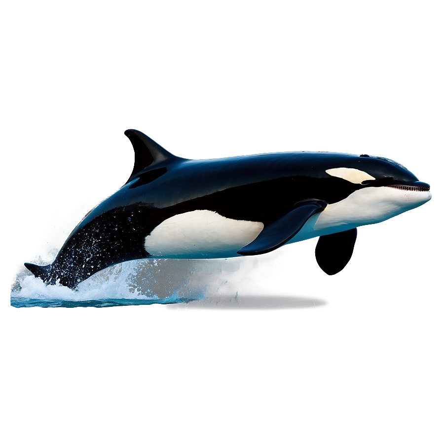 Jumping Orca Png Uuj3 PNG image