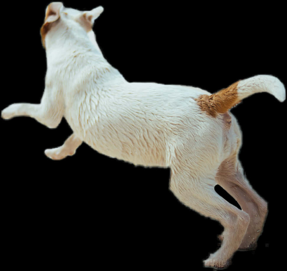Jumping White Dog Black Background PNG image