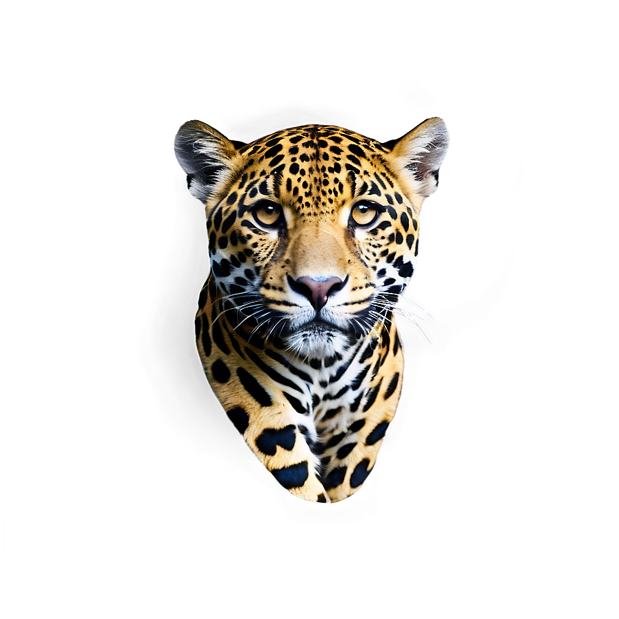 Jungle Whisperer Jaguar Png 05212024 PNG image