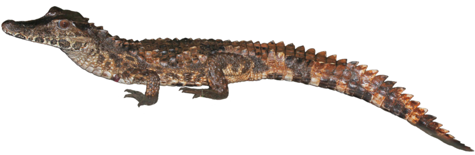 Juvenile Crocodile Isolated PNG image