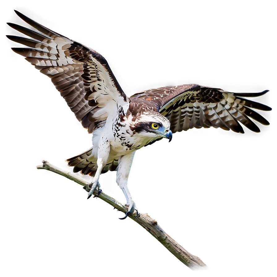 Juvenile Osprey Learning To Fly Png 06292024 PNG image