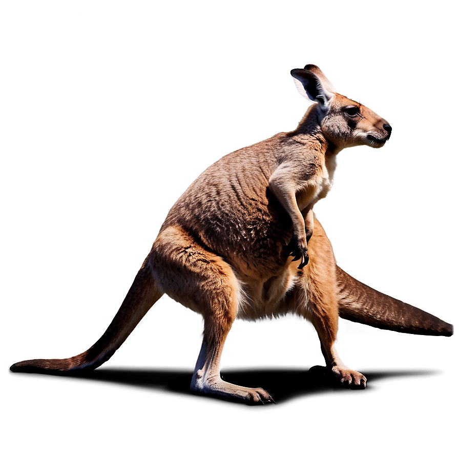Kangaroo Fighting Png Qek64 PNG image
