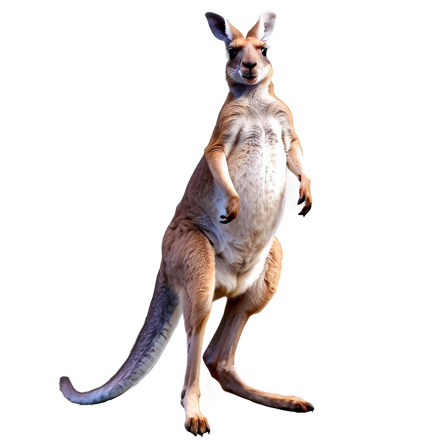 Kangaroo Hopping Png Tys94 PNG image