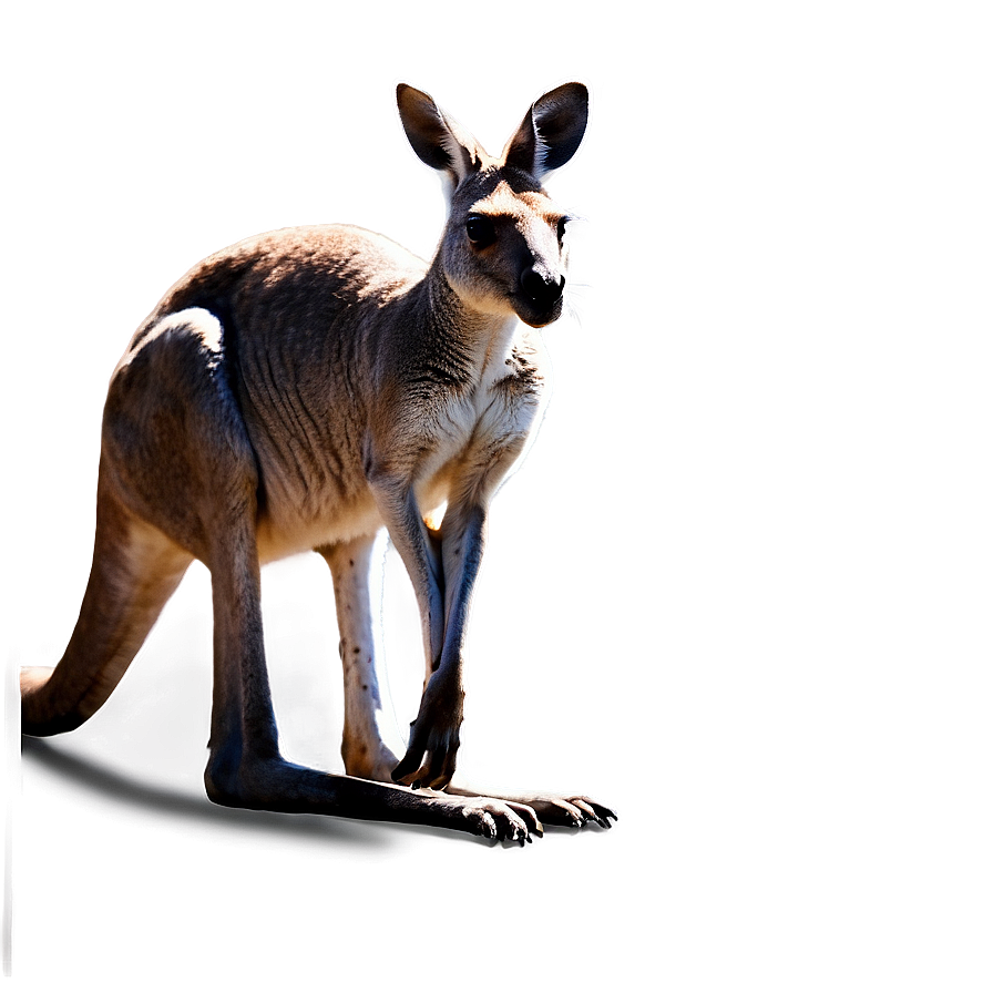 Kangaroo In Wild Png 21 PNG image