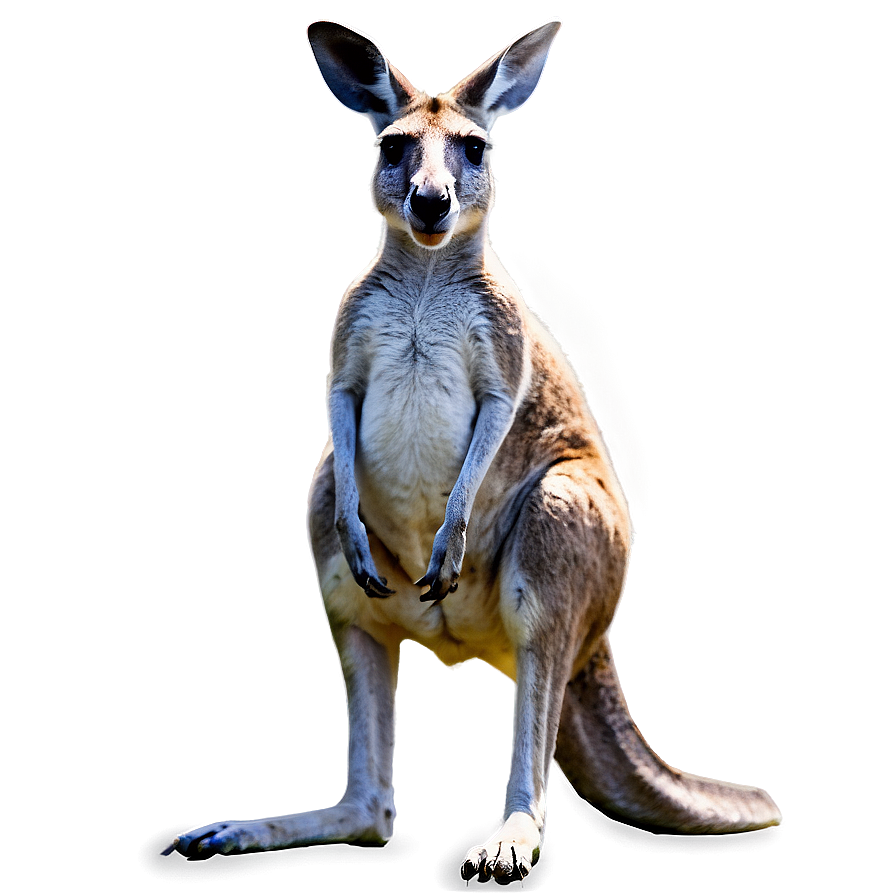 Kangaroo In Wild Png Mqe PNG image