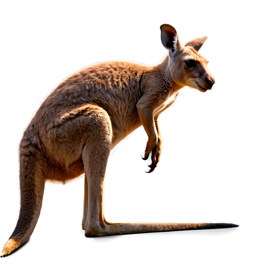 Kangaroo Profile Png Mlw PNG image