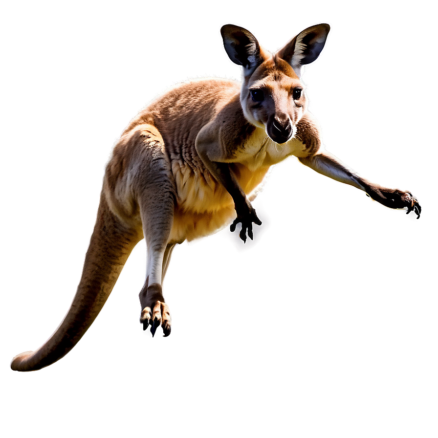 Kangaroo Running Png Cxd21 PNG image