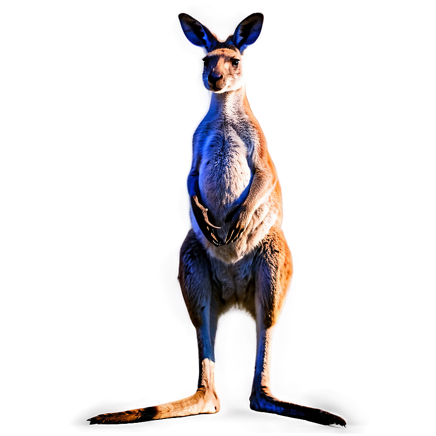 Kangaroo Standing Png 05212024 PNG image