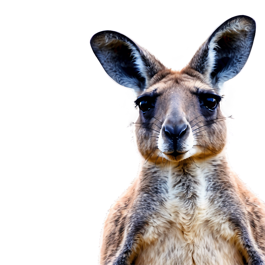 Kangaroo With Landscape Background Png 9 PNG image