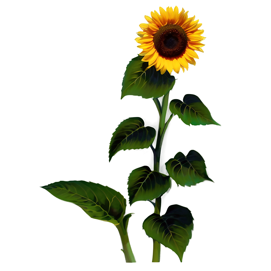 Kansas State Flower - Sunflower Png 06202024 PNG image