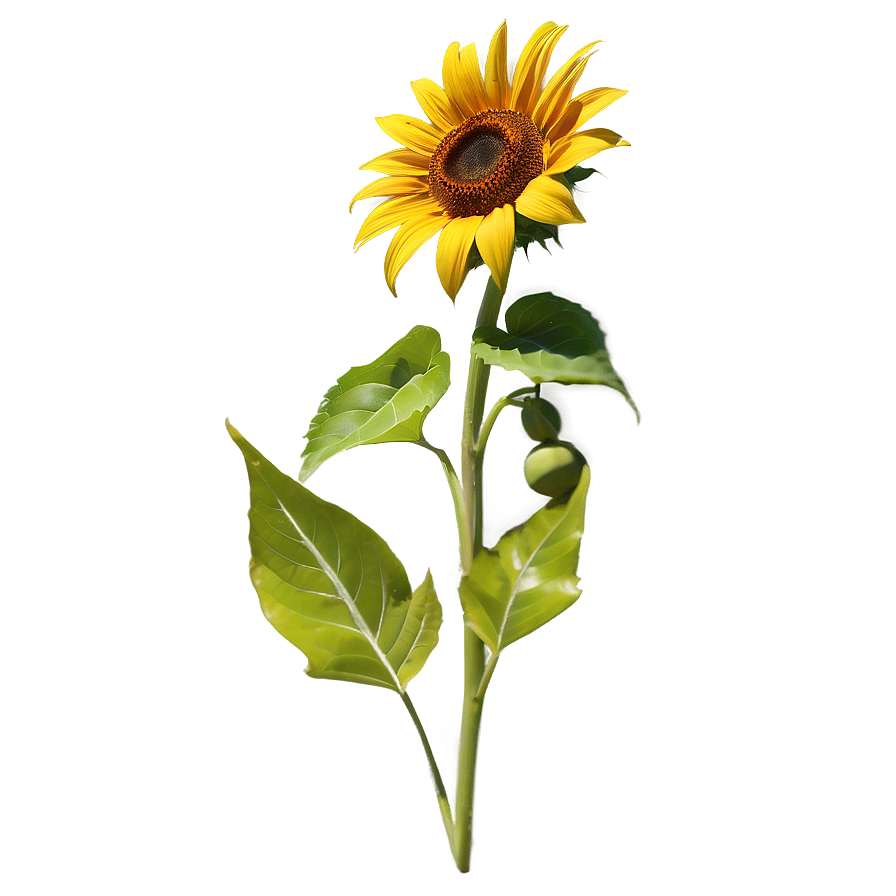 Kansas State Flower - Sunflower Png Lxu20 PNG image