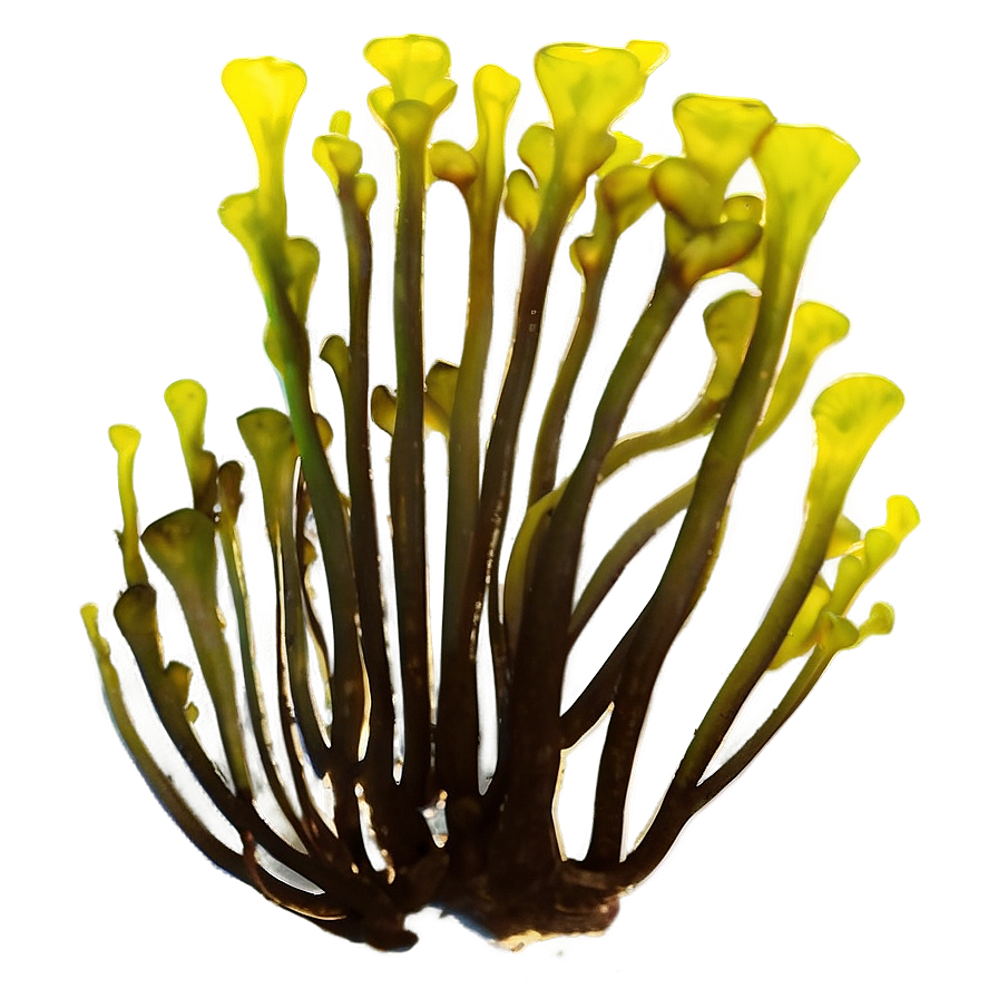 Kelp Forest Seaweed Png Cna95 PNG image