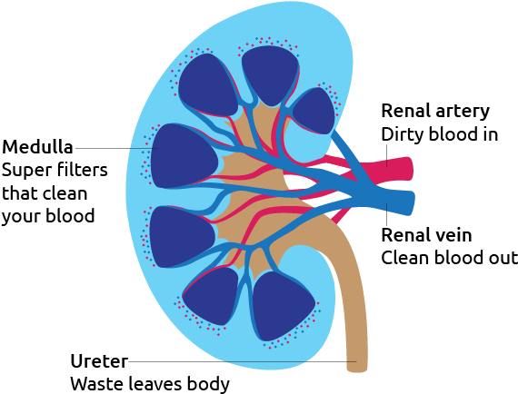 Kidney Function Explanation PNG image