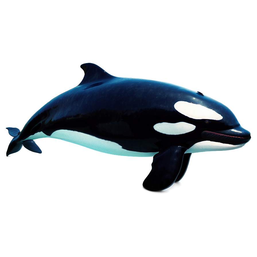 Killer Whale Png Aic PNG image