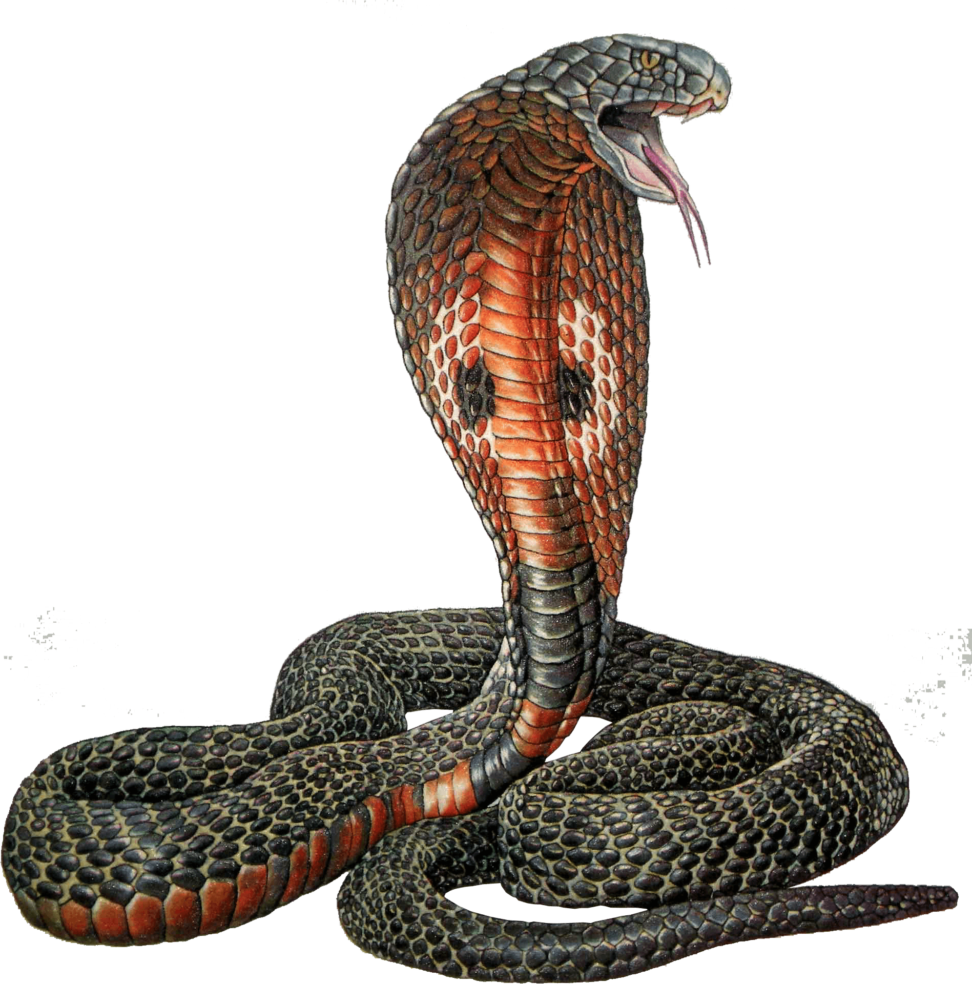 King Cobra Illustration PNG image