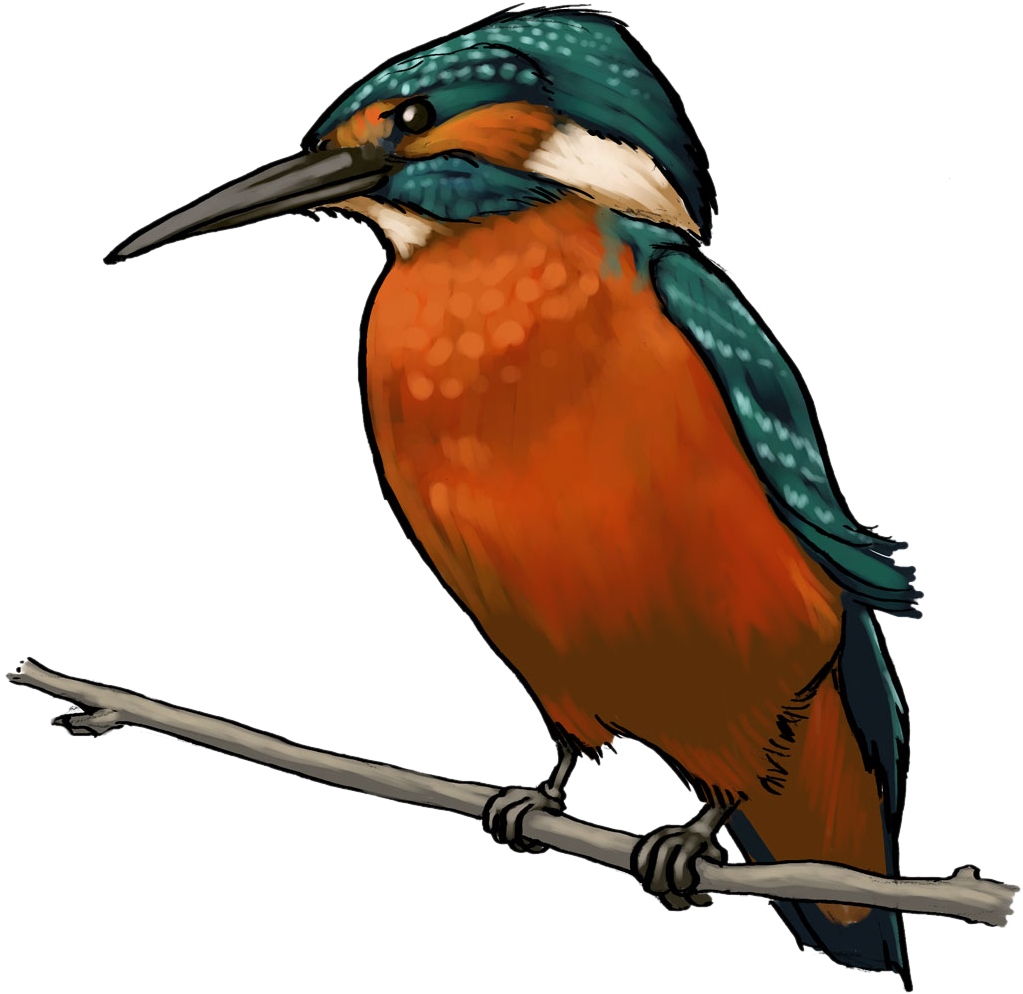Kingfisher Perchedon Branch PNG image