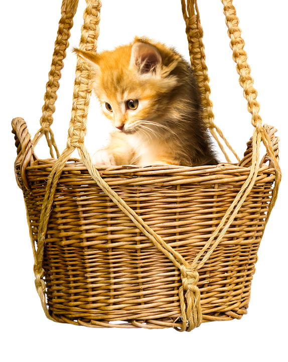 Kittenin Wicker Basket PNG image