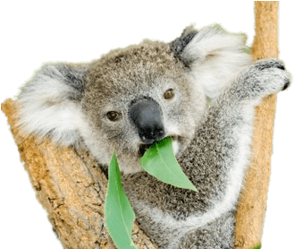 Koala Eating Eucalyptus Leaves PNG image