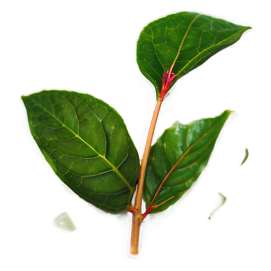 Kombucha Tea Leaf Png Nah PNG image