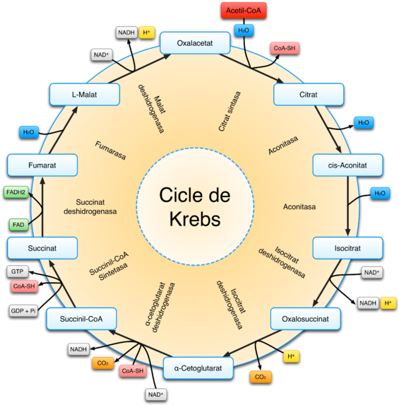 Krebs Cycle Diagram Spanish PNG image