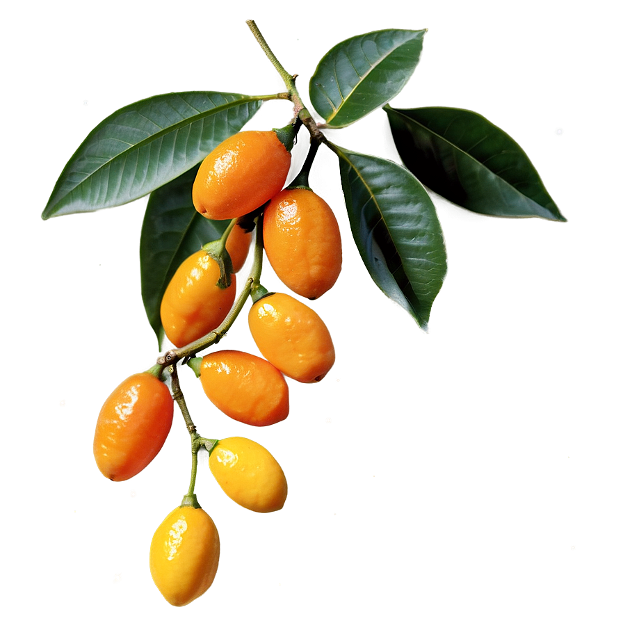 Kumquat Branch Png 55 PNG image