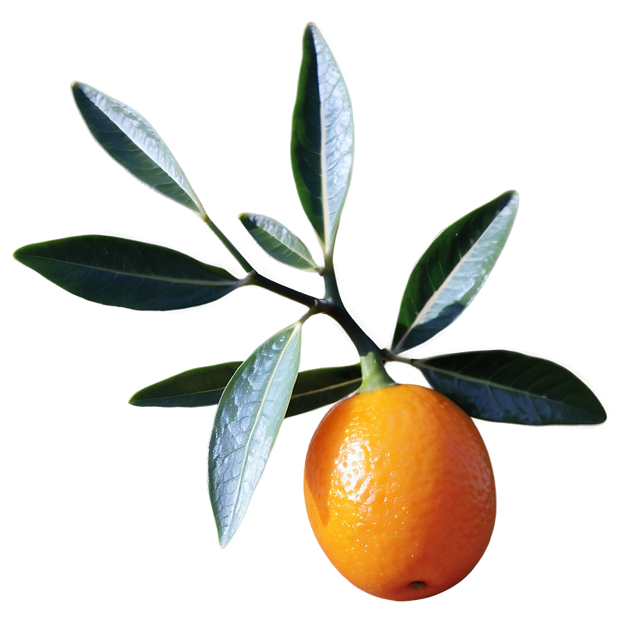 Kumquat Cluster Png 63 PNG image