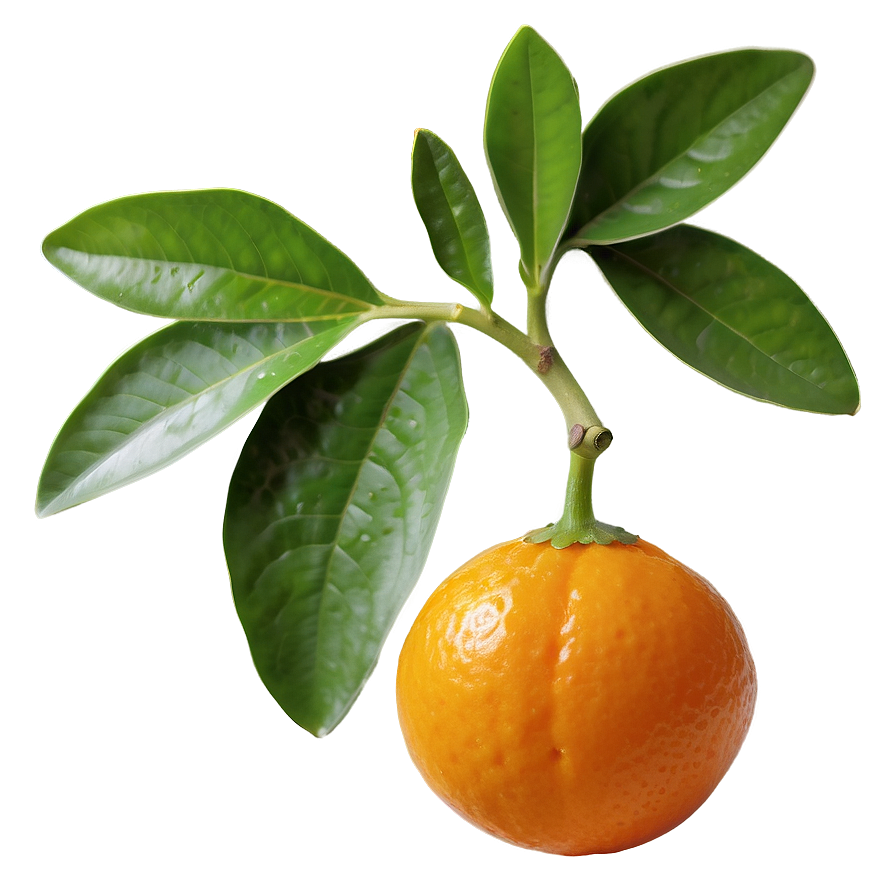 Kumquat Pair Png Lum PNG image