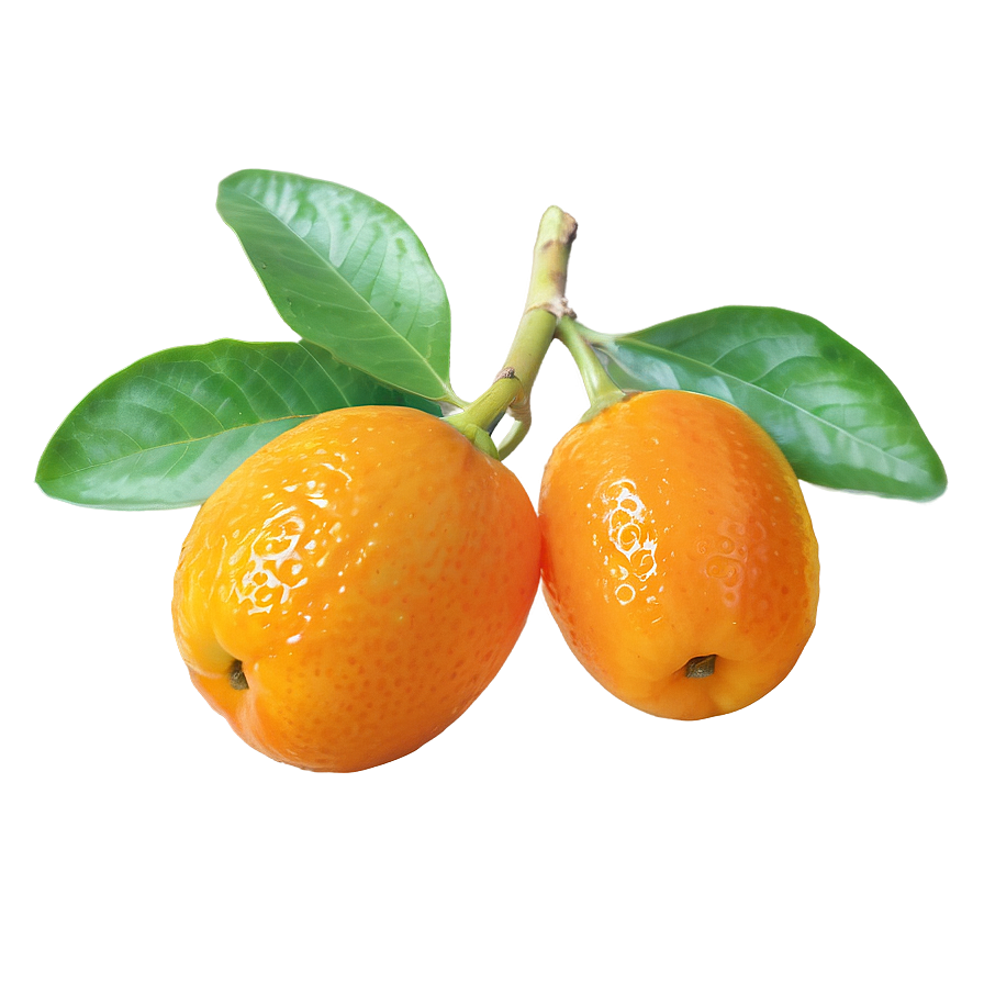 Kumquat With Leaves Png 06252024 PNG image