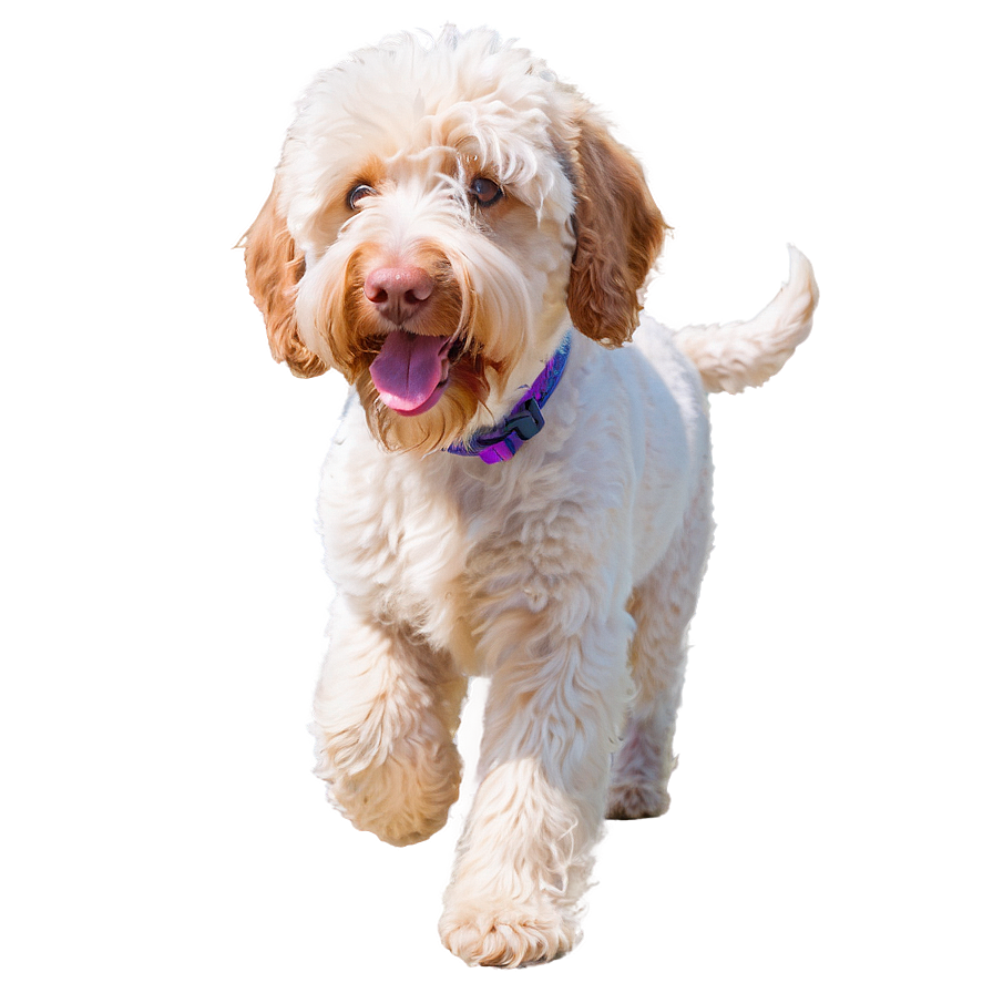 Labradoodle At The Beach Png 06262024 PNG image