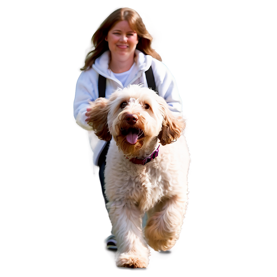 Labradoodle On A Walk Png Tle PNG image