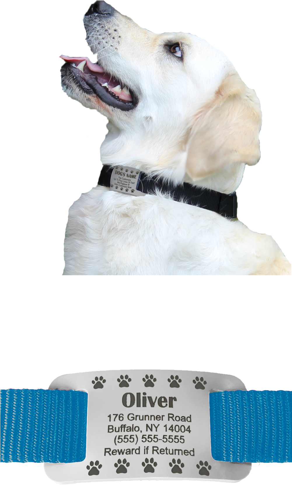 Labrador Retriever With I D Tag PNG image