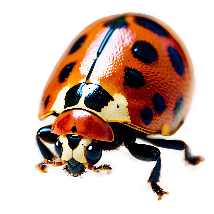 Ladybird Beetle Png Gqb PNG image