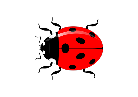 Ladybug PNG image