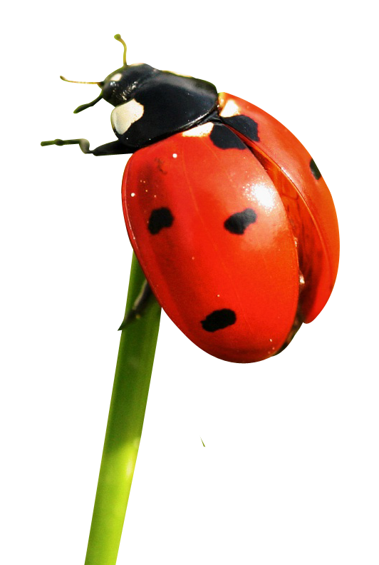 Ladybug Clingingto Green Stem PNG image