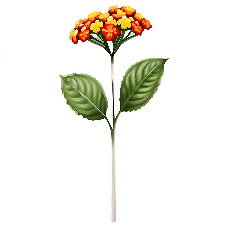 Lantana Flower Illustration Png 05252024 PNG image