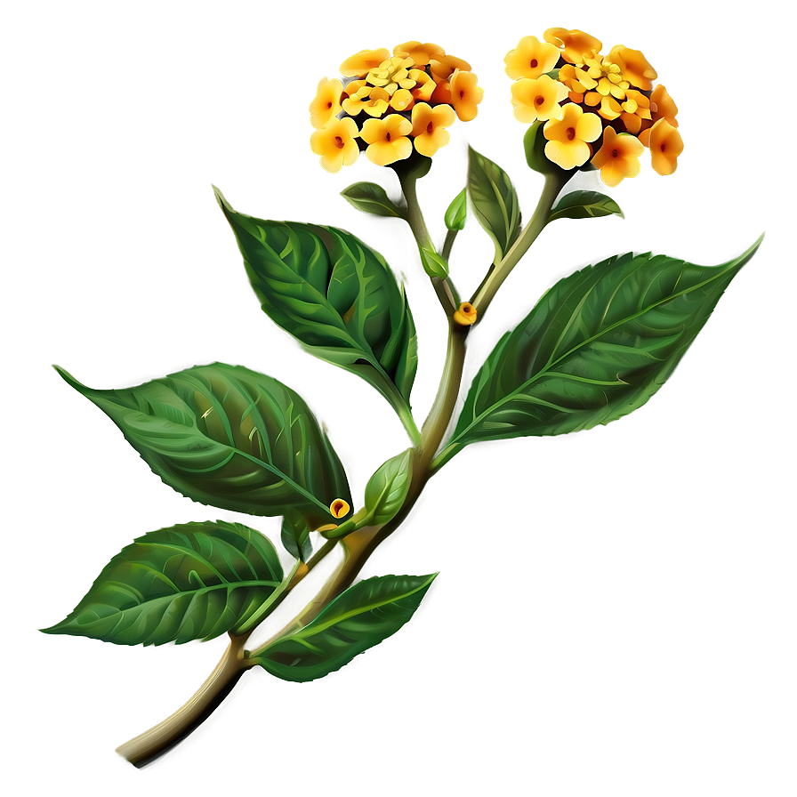 Lantana Flower Illustration Png 05252024 PNG image