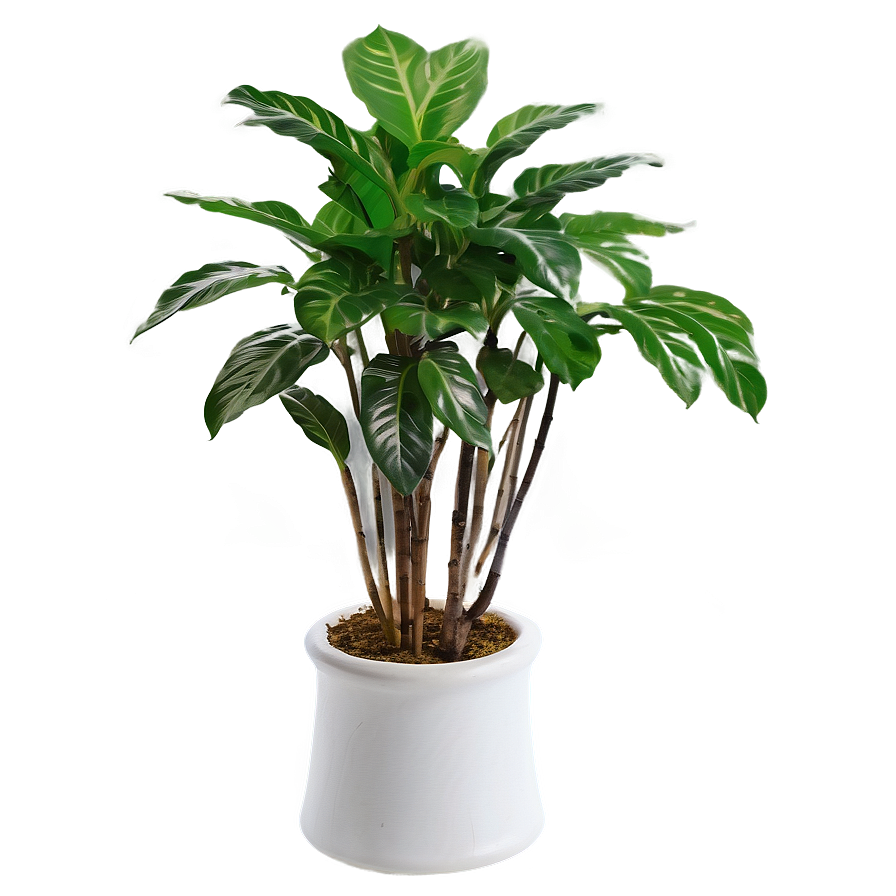 Large Floor Plant Png Ngi83 PNG image