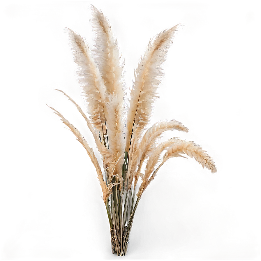 Large Pampas Grass Png Vlb21 PNG image