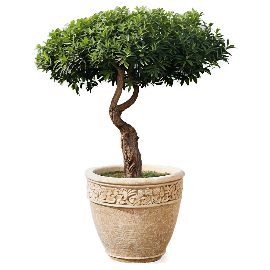 Large Potted Trees Png 06122024 PNG image